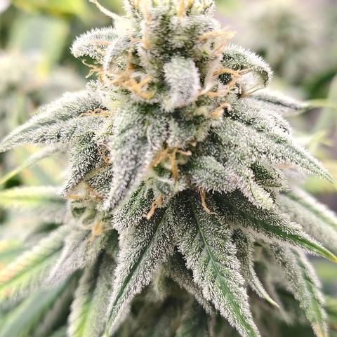 Gelato 41 fast growlog timeline photo