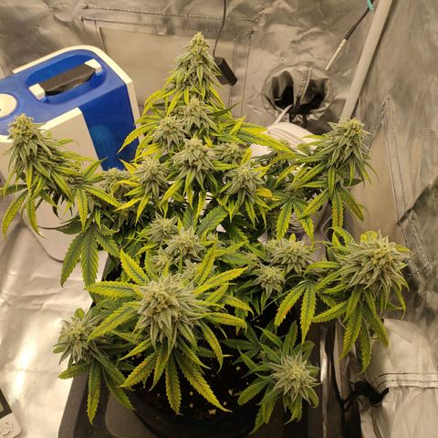 Gelato 41 fast growlog timeline photo