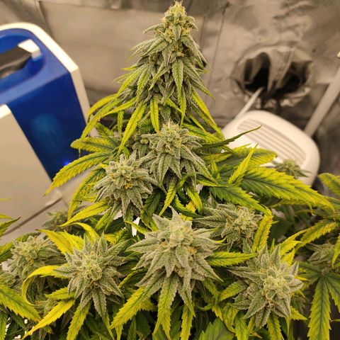 Gelato 41 fast growlog timeline photo