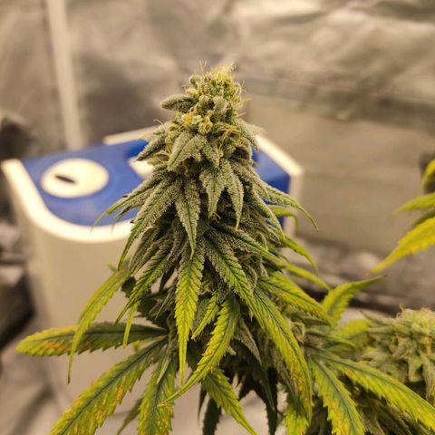Gelato 41 fast growlog timeline photo