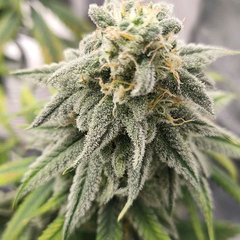 Gelato 41 fast growlog timeline photo