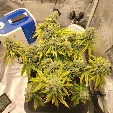Gelato 41 fast growlog timeline photo