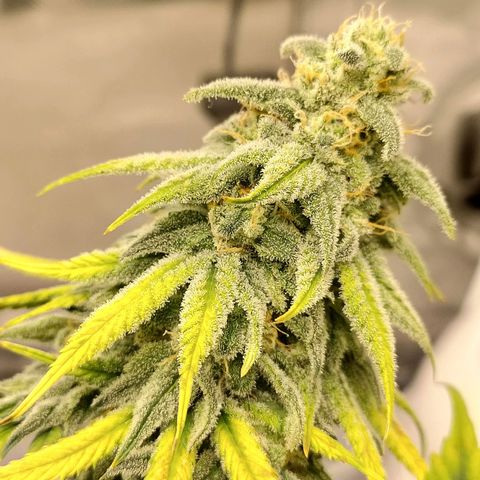 Gelato 41 fast growlog timeline photo