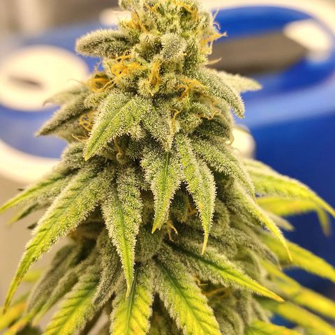 Gelato 41 fast growlog timeline photo