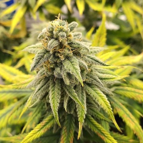 Gelato 41 fast growlog timeline photo