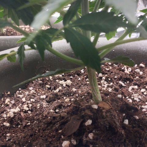 Gloria growlog timeline photo