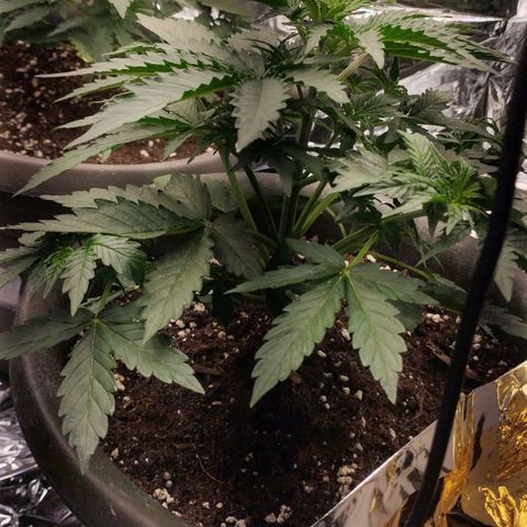 Gloria growlog timeline photo