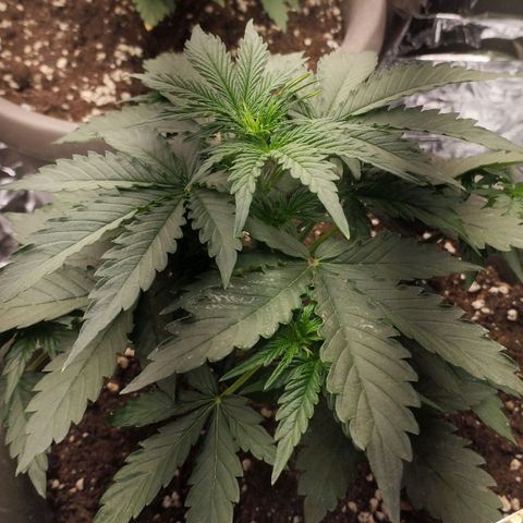 Gloria growlog timeline photo