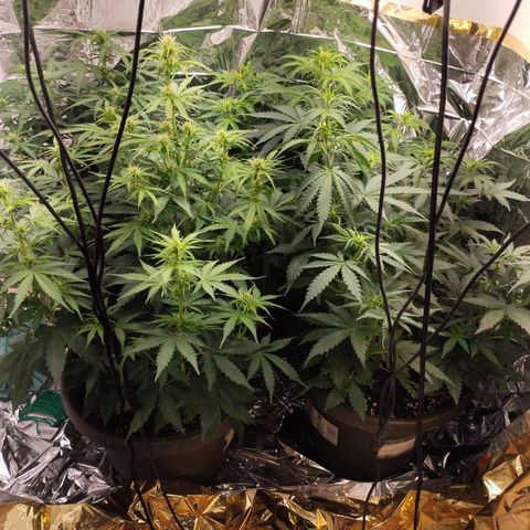 Gloria growlog timeline photo