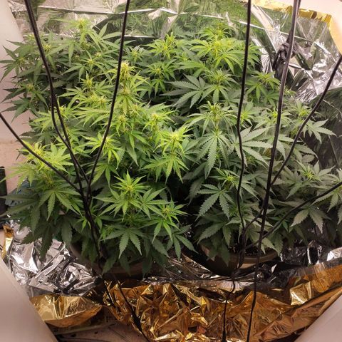Gloria growlog timeline photo