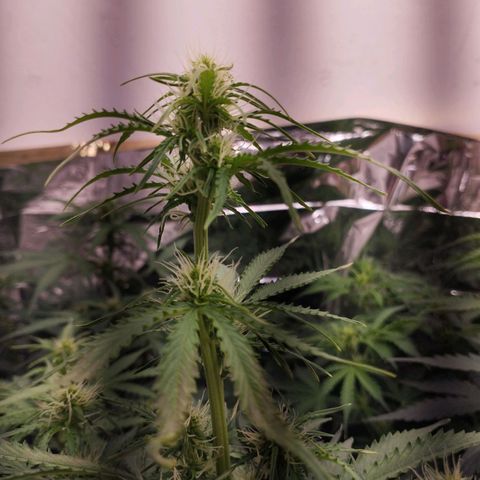 Gloria growlog timeline photo