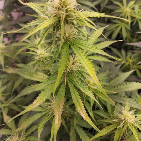 Gloria growlog photo: Potentieller Kalziummangel. Biobizz Calmag bestellt, mal sehen was es bringen wird. Sollte aber stark und weit genug sein, um das erstmal wegzustecken. Den anderen 3 geht's diesbezüglich gut und zeigen keine vergleichbaren Anzeichen.