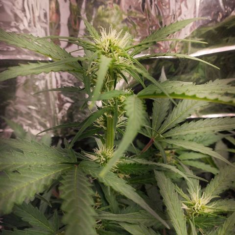 Apfelkuchen  growlog timeline photo