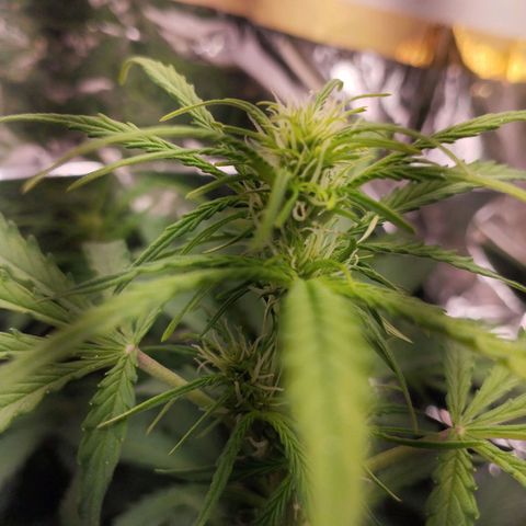Rapunzel growlog timeline photo