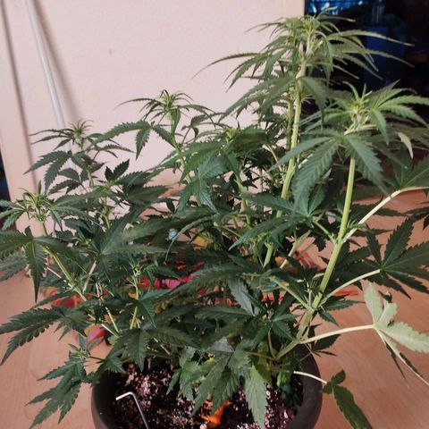 Shadowheart  growlog timeline photo