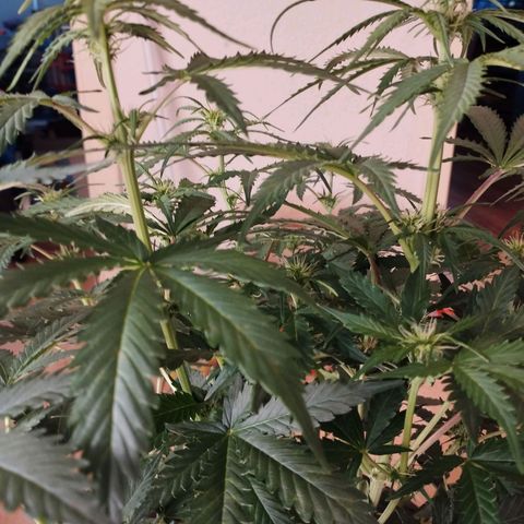Shadowheart  growlog timeline photo