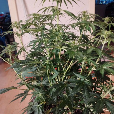 Rapunzel growlog timeline photo