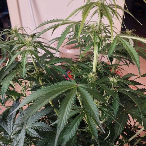 Rapunzel growlog timeline photo