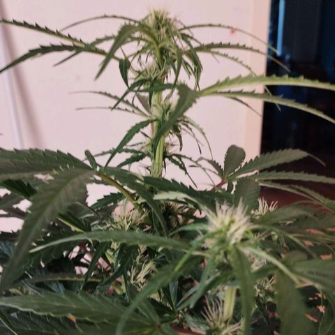 Apfelkuchen  growlog timeline photo
