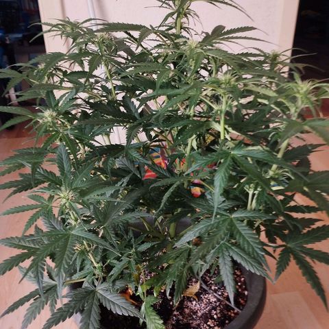 Apfelkuchen  growlog timeline photo