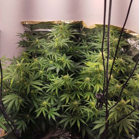 Rapunzel growlog timeline photo