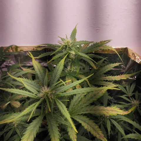 Shadowheart  growlog timeline photo