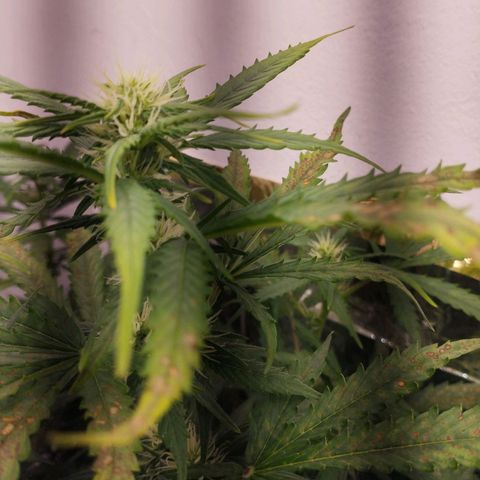Shadowheart  growlog timeline photo