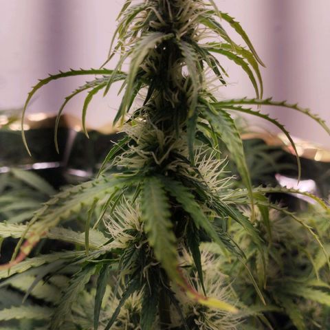 Gloria growlog photo: Hauptcola und einer der starken Seitentriebe