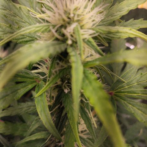 Apfelkuchen  growlog timeline photo