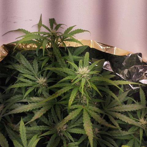 Apfelkuchen  growlog timeline photo