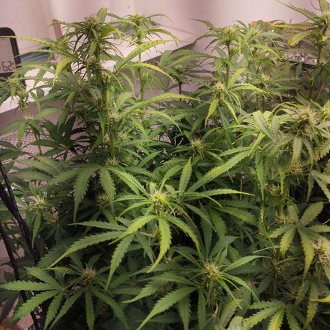 Rapunzel growlog photo: Strecken vorbei, jetzt wird sich auf die Buds fokussiert. Gloria und Apfelkuchen sind trotzdem weiterhin 2-3 Tage ca im Vorsprung.