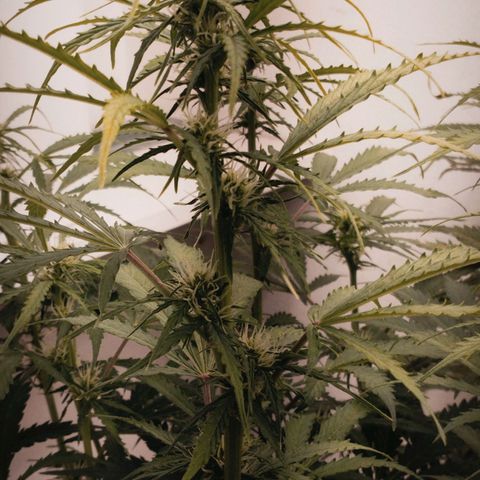 Rapunzel growlog photo: Strecken vorbei, jetzt wird sich auf die Buds fokussiert. Gloria und Apfelkuchen sind trotzdem weiterhin 2-3 Tage ca im Vorsprung.