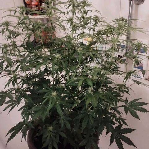 Rapunzel growlog photo: Budentwicklung sollte eigentlich schon weiter sein...
