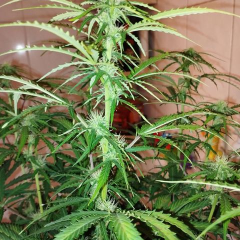Rapunzel growlog photo: Budentwicklung sollte eigentlich schon weiter sein...