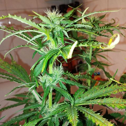 Shadowheart  growlog timeline photo