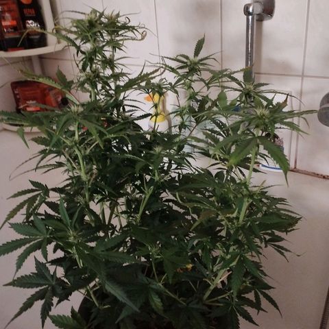 Shadowheart  growlog photo: Stark entlaubt daher optisch weitaus weniger buschig natürlich, dennoch erkennt man das es ihr eine gute Zeit lang nicht so gut ging.