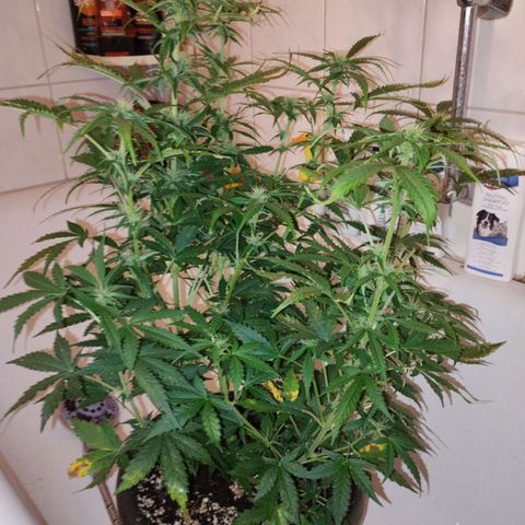 Shadowheart  growlog timeline photo