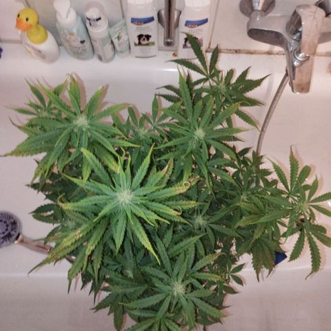 Shadowheart  growlog timeline photo