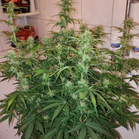Gloria growlog timeline photo
