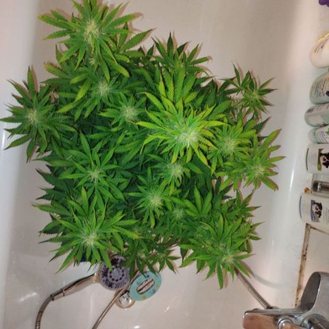 Gloria growlog timeline photo