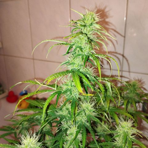 Gloria growlog timeline photo