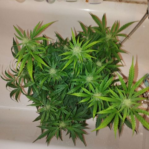 Apfelkuchen  growlog timeline photo