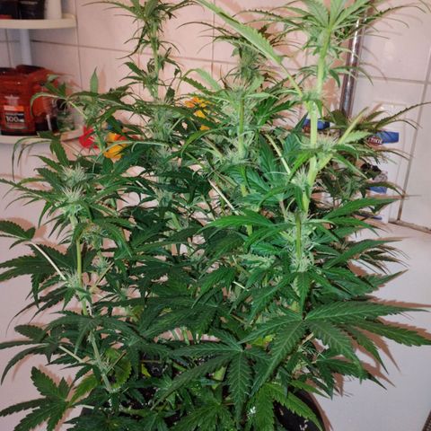 Apfelkuchen  growlog timeline photo