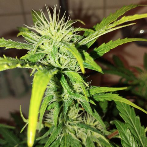 Apfelkuchen  growlog timeline photo