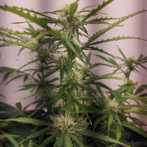 Rapunzel growlog timeline photo