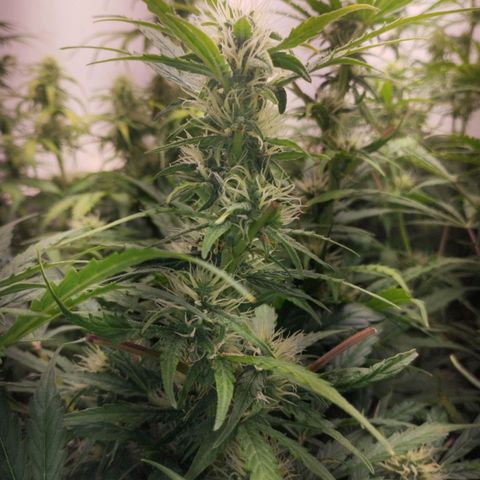 Apfelkuchen  growlog timeline photo