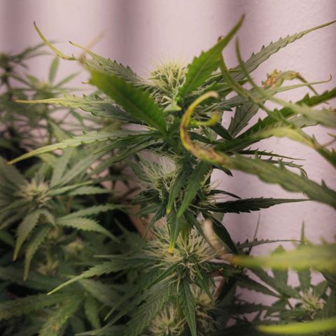 Shadowheart  growlog timeline photo