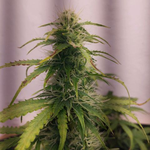 Gloria growlog timeline photo