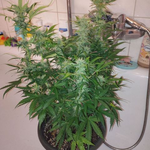 Rapunzel growlog photo: Wird heute nochmal gespült. Letzten 4 Tage normal mit Leitungswasser gewässert. 