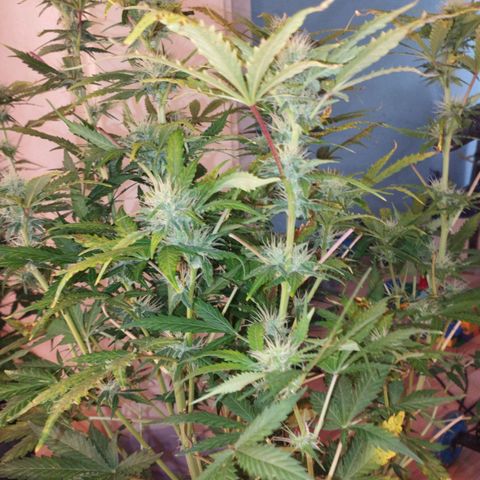 Shadowheart  growlog timeline photo